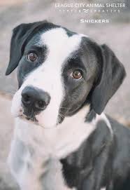 Pets that have been brought into the center will be listed by the date of intake. Adopt Snickers On Petfinder Doggy Pets Animal Shelter