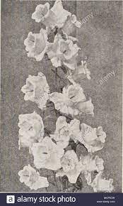 Canterbury Bells Flower Effects Best Flower Wallpaper