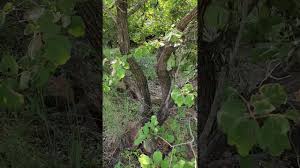 Image result for Bridelia mollis