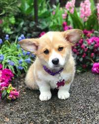 Check spelling or type a new query. Corgis Ftw On Instagram Wait You Re Telling Me It S Only Tuesday Creds Momothecorg Tag Your Friends For Corgi T Corgi Dog Corgi Funny Cute Corgi
