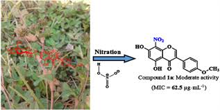 Image result for Trifolium baccarinii