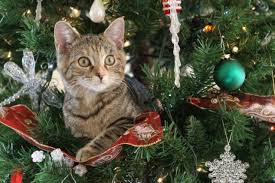 Between a real fir tree and a synthetic one, the second will perhaps be the safest option: Can Cats And Christmas Trees Coexist Petmd