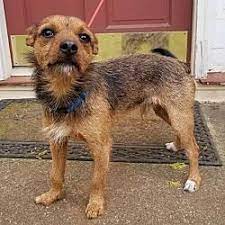 Lawrenceville Ga Border Terrier Meet Fin A Dog For Adoption Border Terrier Pets Terrier