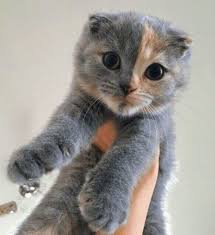 Benimle Hersey Adli Kullanicinin E Panosundaki Pin 2020 Kedi Cats Arkadaslar