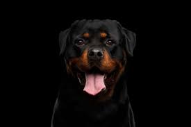 Somewhere a dog barked, длина: 11 Reasons Why Your Dog Barks At Night