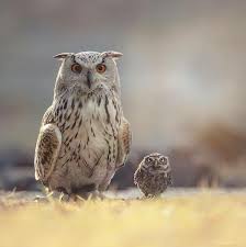 Pin De Senaa En Resimler Konusuyor En 2020 Aves Rapaces Animales Hermosos Fotos De Buhos