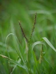 Image result for Paspalum conjugatum