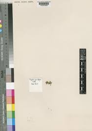 Image result for Pupalia grandiflora