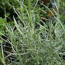 El estafiate es una de mis hierbas... - La Planta Médica | Facebook