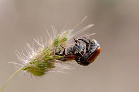 Image result for Tropinota hirta