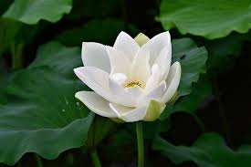 Read on to see just how much you know about these beloved flowers. Lotus White Flower Free Photo On Pixabay