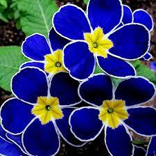 What flowers are blue and yellow. Pin By Connie Sandlin On Blooms Amazing Flowers Beautiful Flowers Unusual Flowers