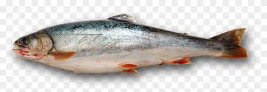 Fish Png Dead Fish No Background Transparent Png 3000x1000 603035 Pngfind Perfect painted design for headline, logo and sale banner. fish png dead fish no background