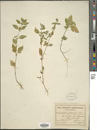 Image result for Justicia heterocarpa