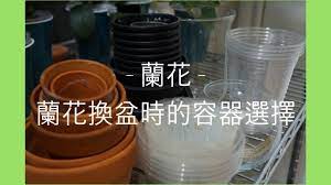 蘭花 兰花 蘭花換盆的容器選擇要點 蘭花種植 蘭花 兰花 orchidloveatx bowl tableware