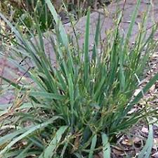 Image result for Aristea angolensis