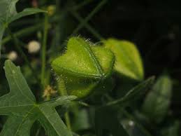 Image result for Abelmoschus