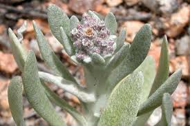 Image result for Vellereophyton dealbatum