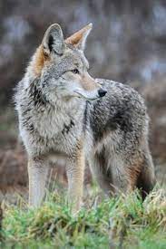 Coyote Animals Wild Dogs Coyote Hunting