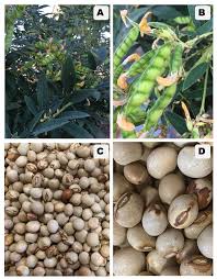 Image result for Cajanus cajan