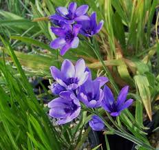 Image result for Babiana