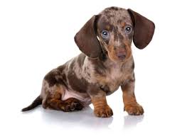 Faqs, appearance, temperament, training dachshund puppies from cartoons and caricatures, to old oil paintings and hunting prints, dachshund puppies are well. 1 Dachshund Puppies For Sale By Uptown Puppies