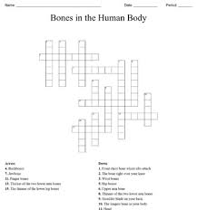 There are over 206 bones in the human skeleton, and i'll be impressed if you can find 12. Bones Of The Human Body Anatomy Crossword Puzzle By Meeks Math And Science