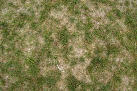 Find & download free graphic resources for sand grass. Free Grass And Straw Terrain Textures In High Resolution Texturemax