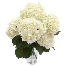 Maybe you would like to learn more about one of these? Amazon Com Globalrose 10 White Hydrangeas Fresh Flowers Fresh Cut Format Flowers Grocery Gourmet Food