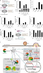 We did not find results for: Structure Of Schlafen13 Reveals A New Class Of Trna Rrna Targeting Rnase Engaged In Translational Control Nature Communications