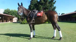 When he travels to argentina for the polo season, in september, he sticks close to la ensenada about 25 years ago, polo breeders realized that letting their horses mate normally—stallion sees. Polo Horses For Sale Polo In Pilar