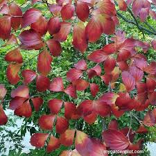I grew up with this tree in the yard for 25 years and this is the first time that i'm aware of that anyone did anything with the fruit. Flowering Dogwood Tree Care How To Plant And Prune Cornus Trees