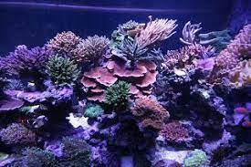Rapid Coral Growth Proven With Orphek Led Lighting Coral Reef Aquarium Aquarium Lighting Saltwater Tank