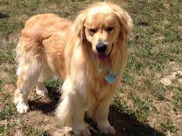We love golden retrievers and enjoy each one of our dogs as a member of our family. Love Golden Kisses Golden Retrievers In Idaho Home Facebook