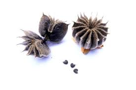 Image result for Abutilon hirtum