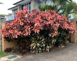 Image result for Acalypha ambigua