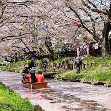 kawagoe hikawa 今日は春の舟遊 かなりの賑わいです 新河岸川 誉桜 川越氷川神社 川越 kawagoe 2018 04 01 12 25 46 風景 景色 都市デザイン