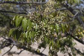 Image result for Clausena anisata