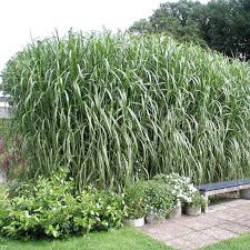 (poaceae), a hybrid of miscanthus sinensis and m. Miscanthus X Giganteus