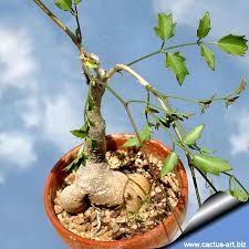 Image result for Cyphostemma congestum