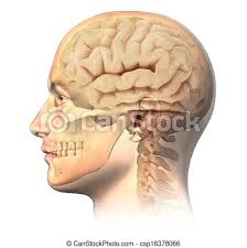 Back view of muscles, skeleton, organs, nervous system. Male Human Head With Skull And Brain In Ghost Effect Side View Anatomy Image On White Background Canstock