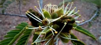 Image result for Eriosema psoraleoides