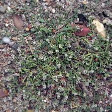 Image result for Corrigiola