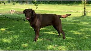 Obwohl der große preis von portugal bereits 16 mal im rennkalender formel 1 stand. Dyr Med Nye Hjem Dyrevaernet