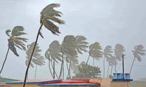 Sep 29, 2020 · how fast your palm will grow depends on the species of palm you have. How Do Palm Trees Withstand Hurricanes Live Science