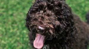 We did not find results for: Poodle Mixes 61 Different Types Of Doodle Cross Breeds In 2021 Poodle Mix Poodle Mix Breeds Poodle Cross Breeds