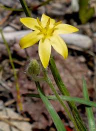 Image result for Hypoxis nyasica