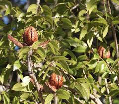 Image result for Swietenia