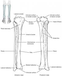 In this image, you will find femur, medial epicondyle of the femur, patella, tibial tuberosity, anterior rest of the tibia, a medial related posts of leg bones anatomy diagram structure of anatomy leg and foot. Bones Of The Lower Limb Anatomy And Physiology