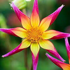 Wethrift currently has 2 active discount codes for better flowers. 70 Flowers Ideas Flowers Beautiful Flowers Pretty Flowers